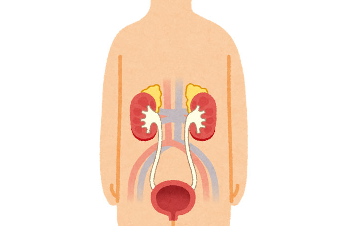 肝臓機能とアンモニア臭